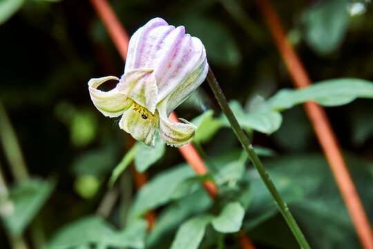 Clematis Crispa