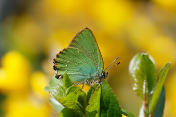 A Green Hairstreak Butterfly sitting on green leaves.