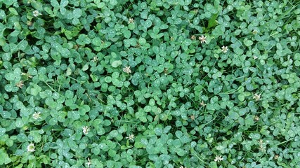 meadow with green clover