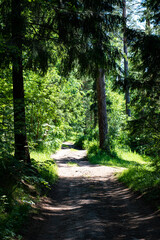 Country road in the forest. Around the pine trees.
