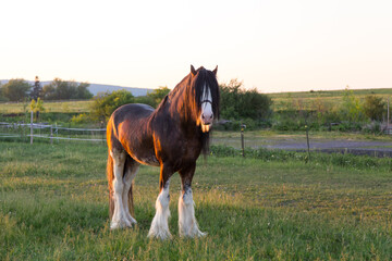 Frontal side lit view of tall handsome chestnut Clydesdale horse with sabino markings standing in...