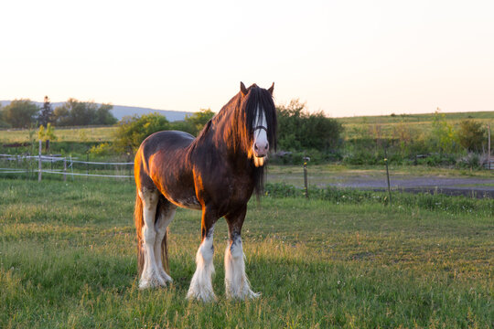 Frontal side lit view of tall handsome chestnut Clydesdale horse with sabino markings standing in field during a summer evening, Quebec City, Quebec, Canada