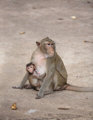 mother and baby monkey