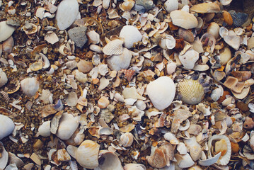 Obraz premium Natural Sea shells background, vintage style