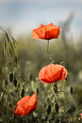 red poppy in the field