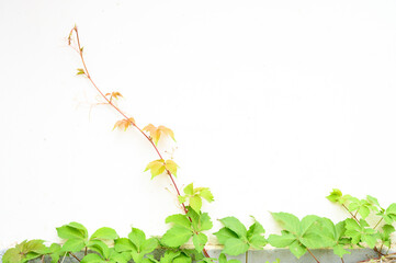 green leaves background