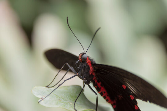 A Transandean Cattleheart (Parides Iphidamas)