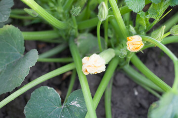 Green plant with unripe squash and yellow blossoms in garden