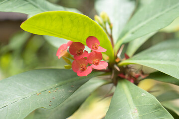 red flowers on tree in garden