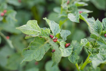 A Colorado beetle larva eating a leaf of a potato plant