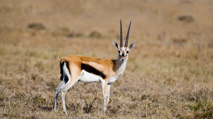 Naklejka na ściany i meble Thomson's Gazelle in the dry grasslands of the Maasai Mara, Kenya