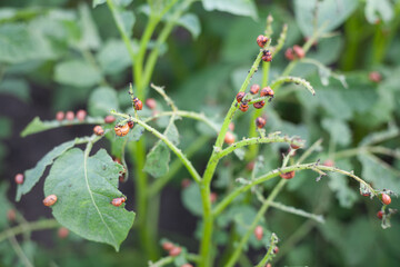 A Colorado beetle larva eating a leaf of a potato plant