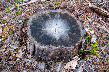 Cut tree trunk on forest litter / ground. Fresh stump in the forest. Round dead cutted tree
