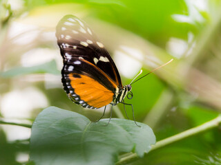  The Tiger Longwing (Heliconius hecale)
