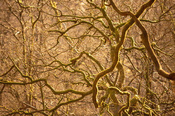 Grasmere bare trees on sunny afternoon with warm light and lots of branches