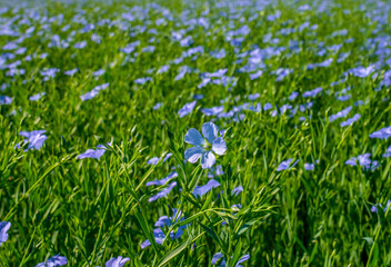 Flax blooming, close-up of blue flax flowers on the field during flowering.