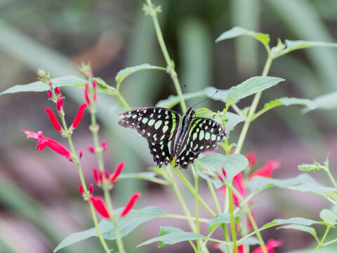 A Tailed Jay (Graphium Agamemnon)