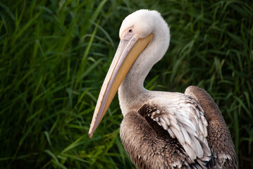 Fototapeta na wymiar CUMIANA, ITALY - SEPTEMBER 2018: curly pelican in the green of the natural park