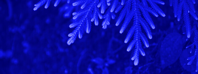 fern trees in cliffs and valleys with phantom blue color. can be used as background and wallpaper. the concept of web banners.