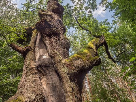 Bartek Mazowiecki oak