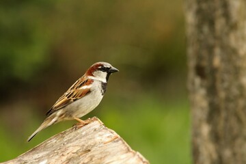 A House sparrow (Passer domesticus) male sitting on the branche.