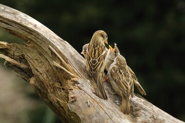 A House sparrow (Passer domesticus) feline feeding the baby.