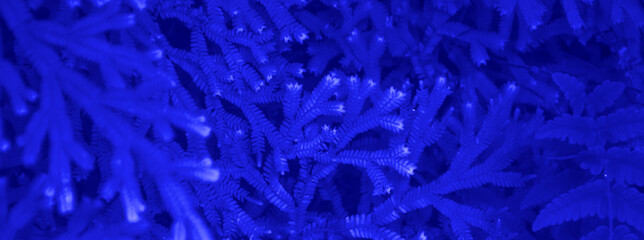 fern trees in cliffs and valleys with phantom blue color. can be used as background and wallpaper....