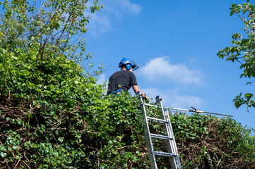 Cutting a high hedge