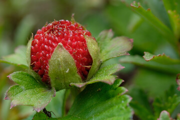 Fragaria in bloom is a genus of flowering plants in the rose family, Rosaceae, commonly known as strawberries for their edible fruits. Foot in macro. Springtime. Poland.