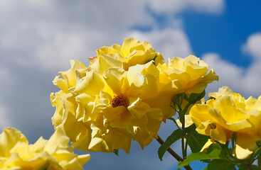 Beautiful yellow roses in front of blue sky