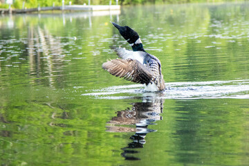 Loon Taking Flight