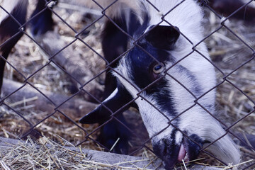Head of a black and white goat in a zoo