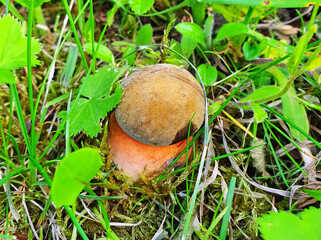 the first mushrooms appeared in the grass, a small Poddubnik (Neoboletus erythropus),  Boletus Boletus, Red-legged flight, Boletus erythropus