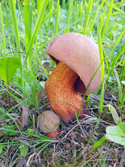the first mushrooms appeared in the grass, a small Poddubnik (Neoboletus erythropus),  Boletus Boletus, Red-legged flight, Boletus erythropus