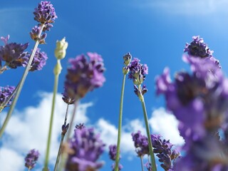 lavender flowers in the field