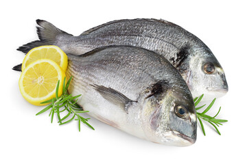 Fish dorado isolated on white background with clipping path and full depth of field.