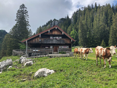 Alm in den bayrischen Alpen mit Wald im Hintergrund und Kühen davor