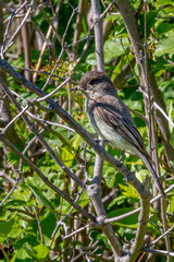 Pretty Little Phoebe