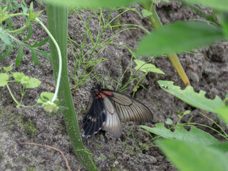 A Great Mormon (Papilio Memnon)