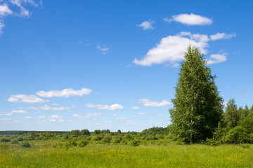 Fototapeta na wymiar Russian nature landscape with green field, tree and blue sky