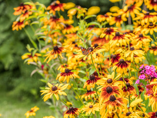 Allotments in Poland