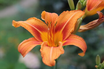 orange lily flower