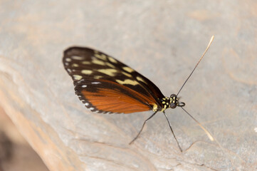Fototapeta na wymiar The Tiger Longwing (Heliconius hecale)