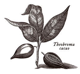 Branch with leaves and fruits of cacao tree with depicted scientific name theobroma cacao, after engraving from 18th century - obrazy, fototapety, plakaty