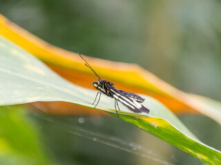 A Zebra Longwing Butterfly (Heliconius Charithonia)