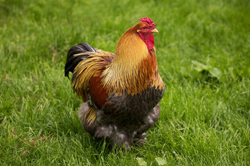 Fototapeta premium COQ BRAHMA
