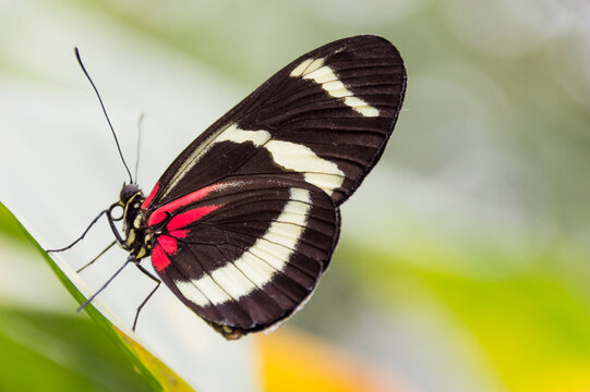Transandean Cattleheart Butterfly (Parides iphidamas)