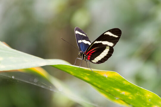 Transandean Cattleheart Butterfly (Parides iphidamas)