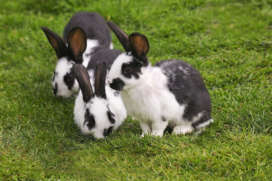 LAPIN GEANT PAPILLON FRANCAIS