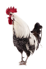 COQ BRAKEL
